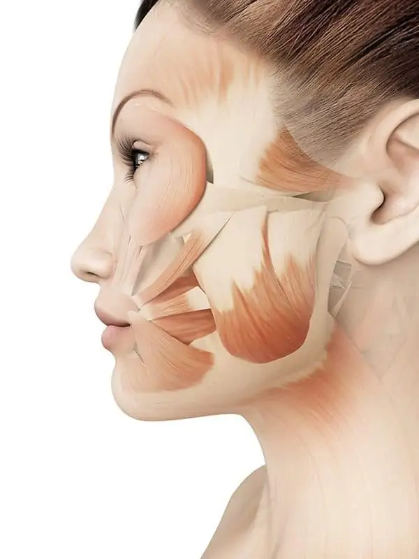 A profile view of a woman's face showing the facial muscles and tendons