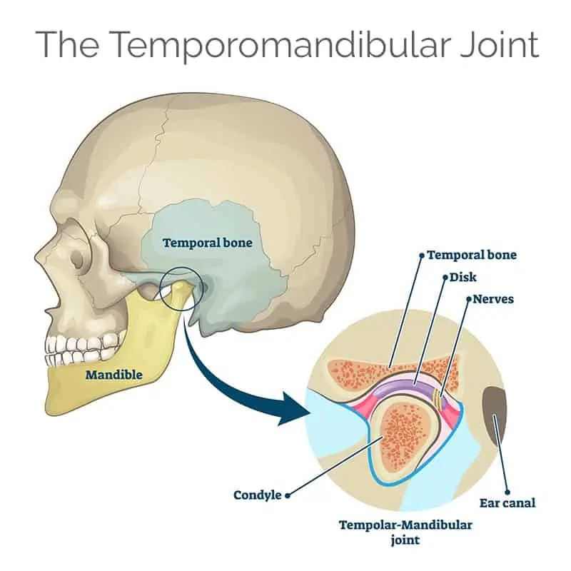 A diagram of a human head detailing the anatomy of the temporomandibular joint